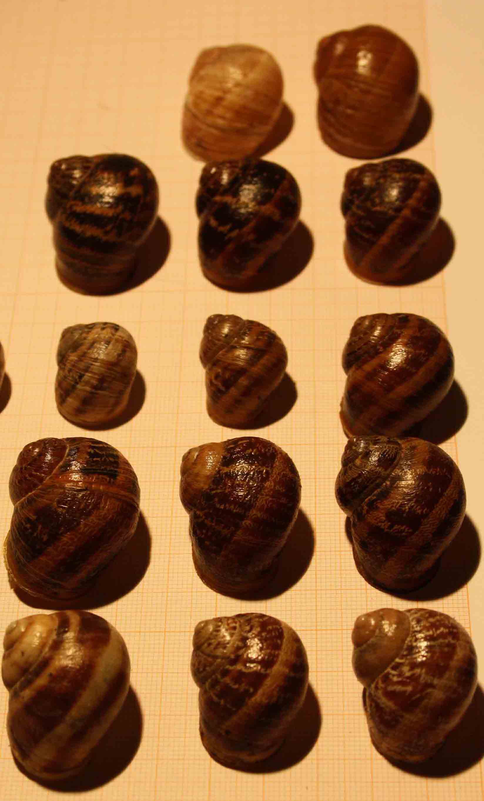 tutti esemplari di cornu aspersum?